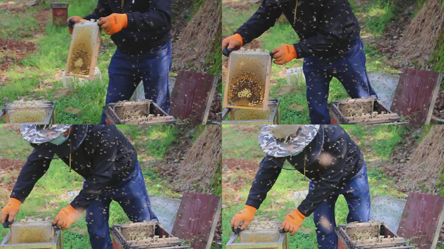 蜜蜂蜂蜜养蜂人