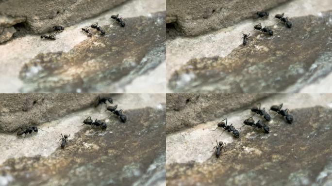 生物-昆虫蚂蚁