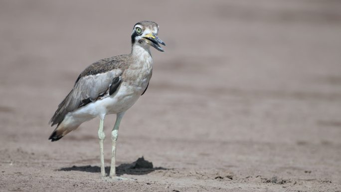 巨厚膝鹬：成年巨厚膝鸮或巨石鹬（Esacus recurvirostris）。