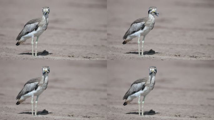 巨厚膝鹬：成年巨厚膝鸮或巨石鹬（Esacus recurvirostris）。