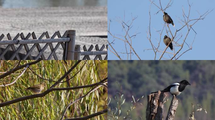 各种鸟站在枝头鸣叫生态环境素材