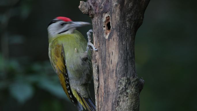 啄木鸟：成年雄性黑颈啄木鸟、灰头啄木鸟或灰面啄木鸟（Picus canus）