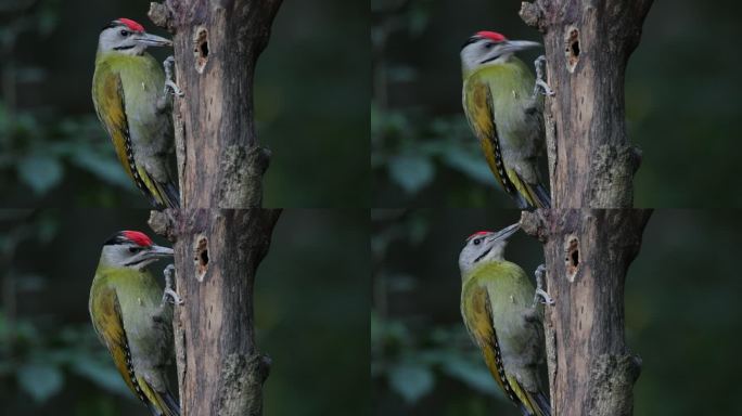 啄木鸟：成年雄性黑颈啄木鸟、灰头啄木鸟或灰面啄木鸟（Picus canus）