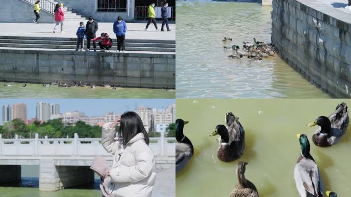 城市公园幸福悠哉时光湖边喂绿头鸭