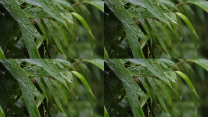 4K实拍雨天叶子上的水滴