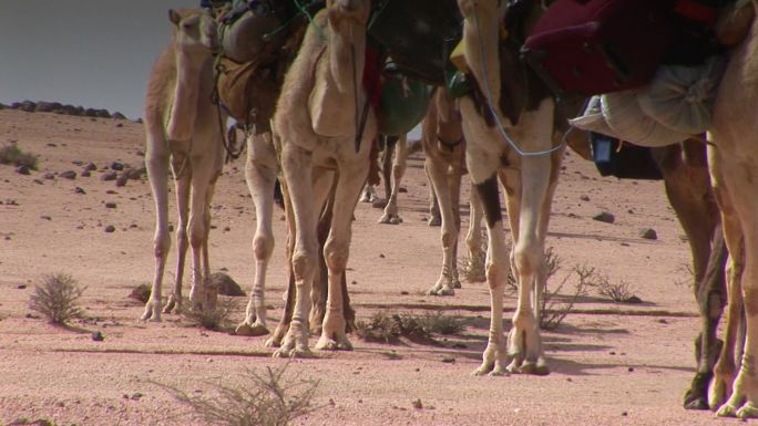 沙漠中的驼队脚步商队走西口