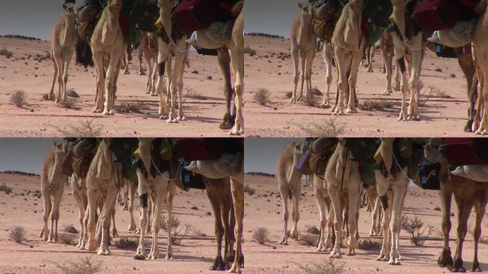 沙漠中的驼队脚步商队走西口