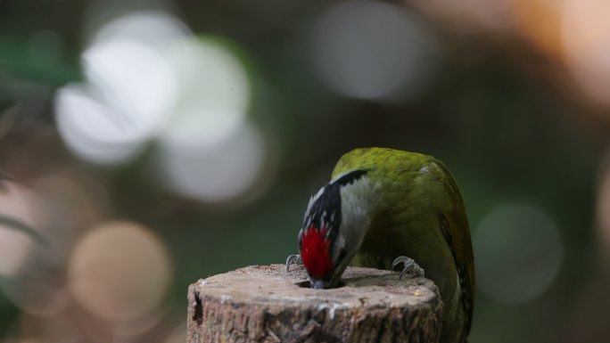 啄木鸟：成年雄性黑颈啄木鸟、灰头啄木鸟或灰面啄木鸟（Picus canus）