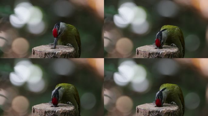 啄木鸟：成年雄性黑颈啄木鸟、灰头啄木鸟或灰面啄木鸟（Picus canus）