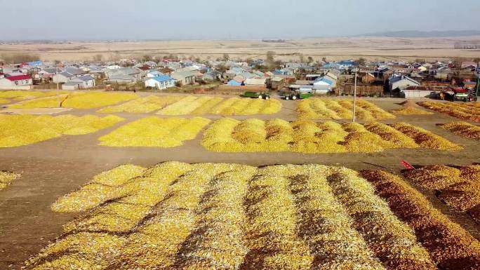 秋天铺满玉米的大地村庄
