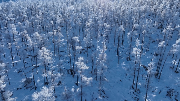 航拍大兴安岭冬季雪林