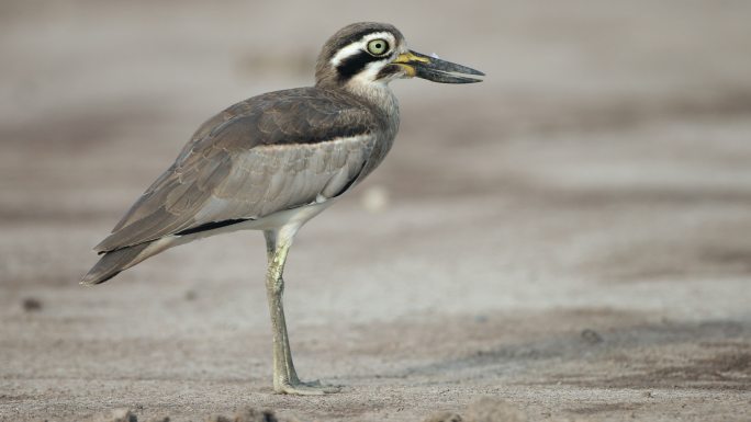 厚膝鸟：成年大厚膝或大石鹬（Esacus recuvirostris）。