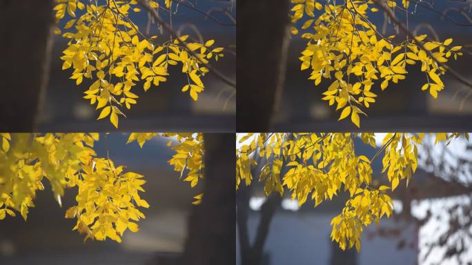 黄叶树