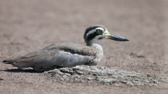 厚膝鸟：成年大厚膝鹬或大石鹬（Esacus recuvirostris）