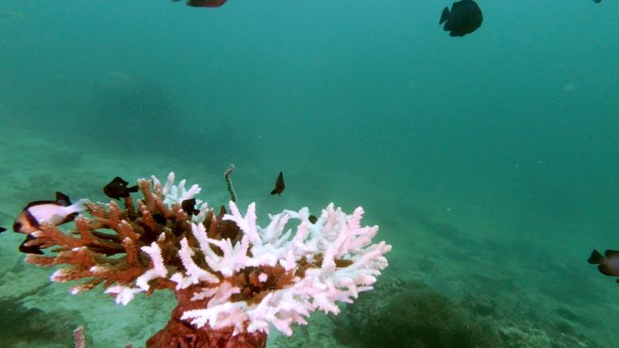 表珊瑚环境破坏中的水下珊瑚漂白进展