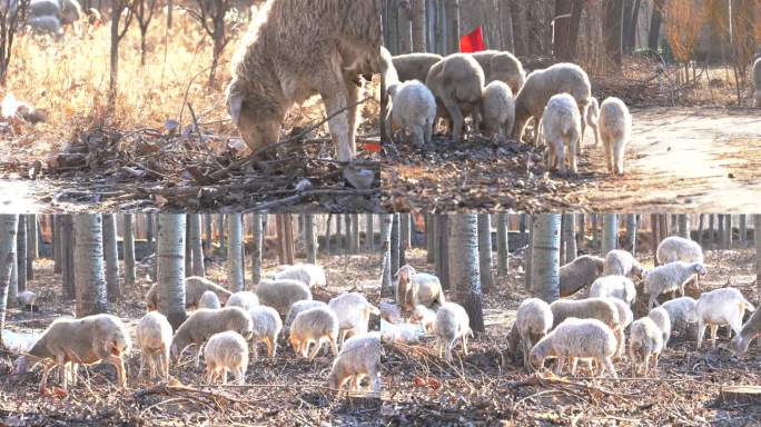 【合集】4K放羊-羊群在冬日暖阳下吃草