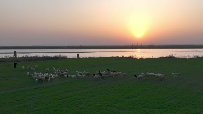 航拍夕阳黄河羊群