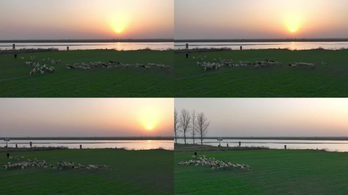航拍夕阳黄河羊群