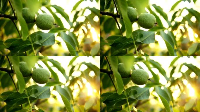核桃树水果丰收喜悦采摘种植