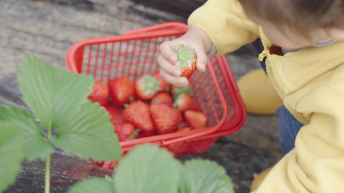儿童亲子活动草莓采摘
