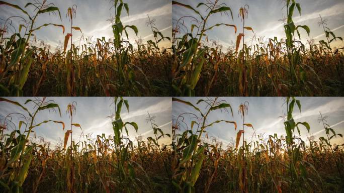 T/L日出时在云景中种植玉米