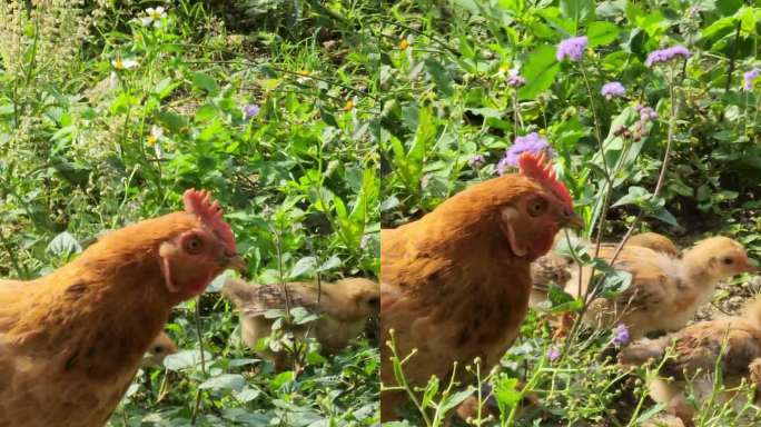 细心的鸡妈妈带着年幼的小鸡散步。