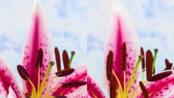 4k垂直延时的百合花在蓝色背景下开花和生长。百合花盛开。手机和社交媒体的垂直延时为9:16