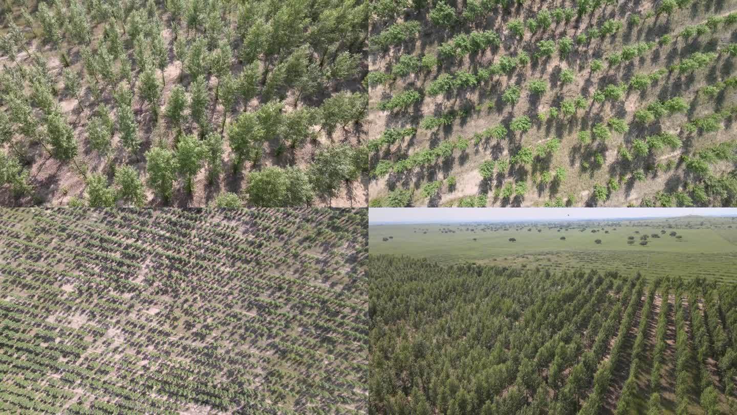 内蒙古 大型植树造林4K航拍