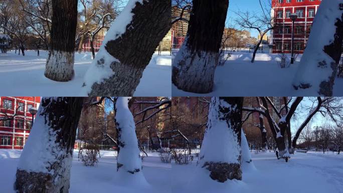 冬天公园老树小河雪景