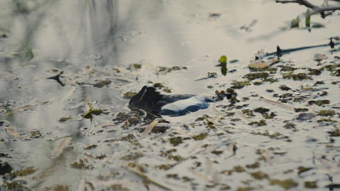 鸟类 动物尸体 环境污染