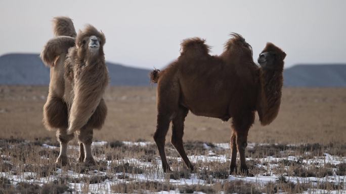 公驼发情 绿色天然草原畜牧业 骆驼视频