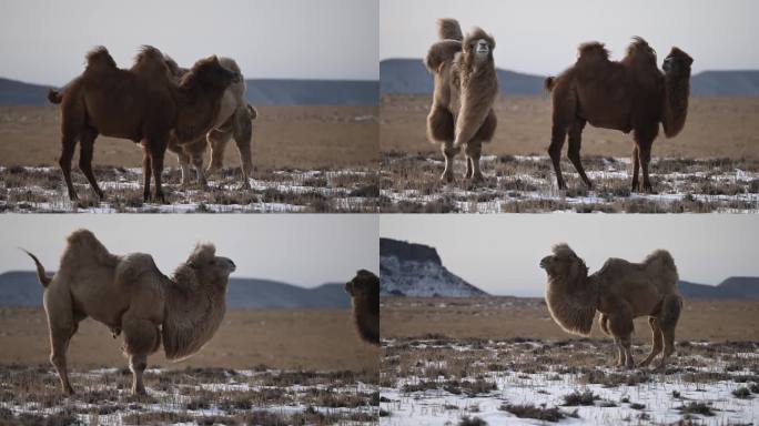 公驼发情 绿色天然草原畜牧业 骆驼视频