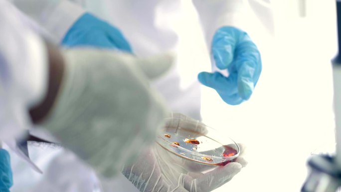 实验室技术人员分析培养皿细菌培养物