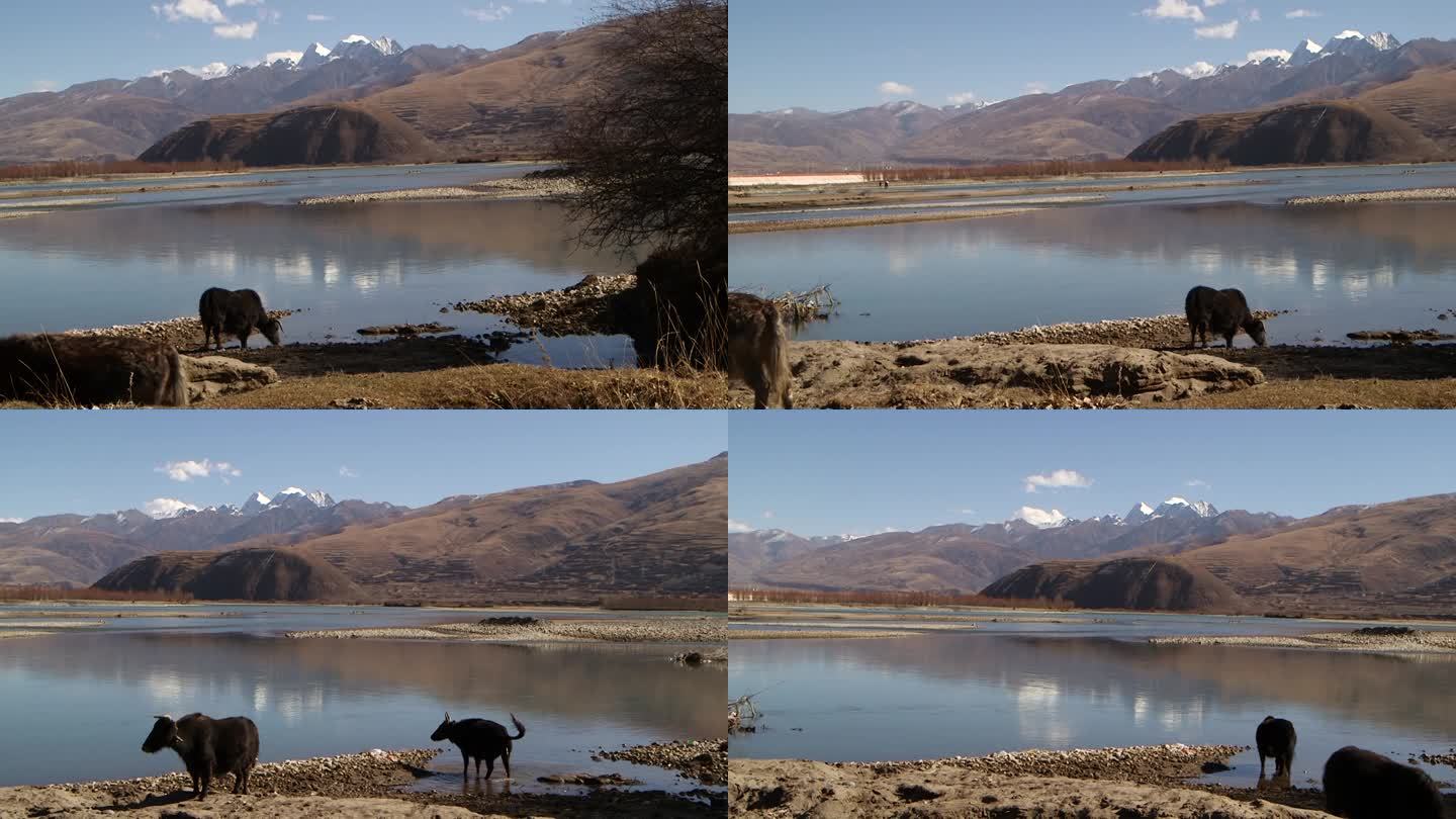 川藏雪山湖泊变放牧的牦牛