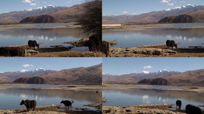 川藏雪山湖泊变放牧的牦牛
