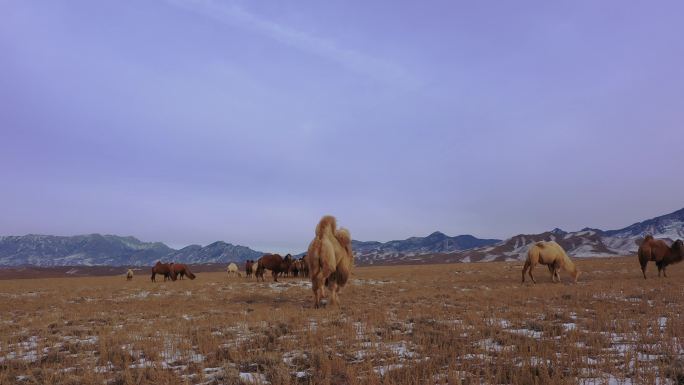 雪地骆驼群 绿色天然草原畜牧业 骆驼视频