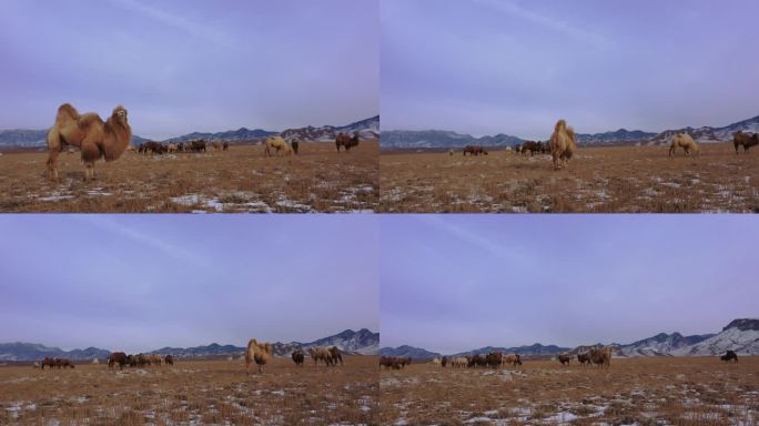 雪地骆驼群 绿色天然草原畜牧业 骆驼视频