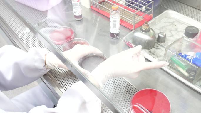 分离细菌培养科学实验室生物细菌研究培养皿