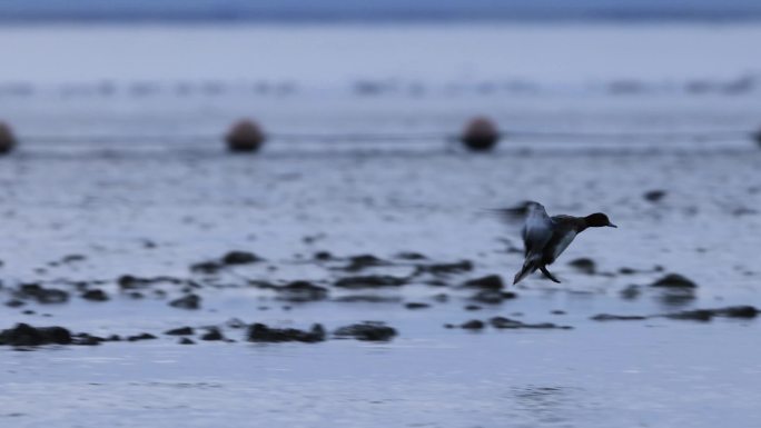 深圳湾晨光中飞翔的野鸭、赤颈鸭