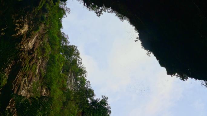 蝙蝠飞出鹿洞大自然生态美景栖息森林树林