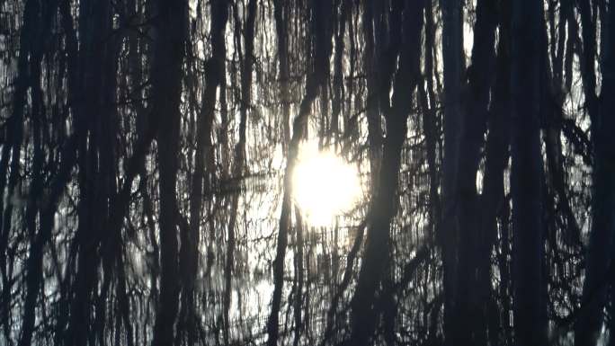 4K水面倒影-森林暖阳水面波纹空镜