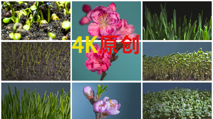 4K种子鲜花春天生长发芽延时破土而出