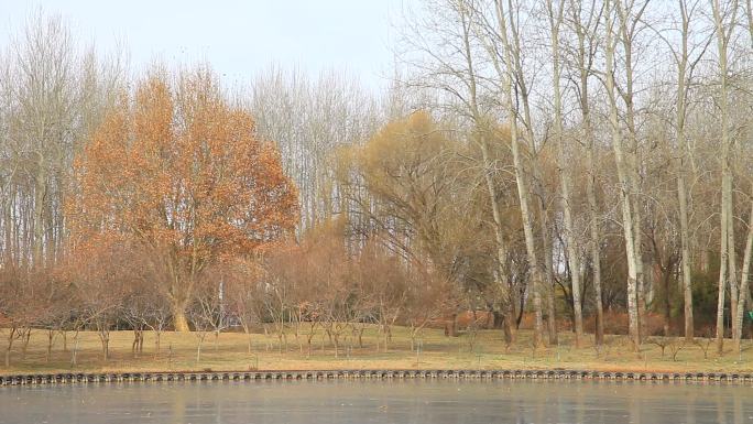 冬季公园还没完全凋落的树木结冰的湖面