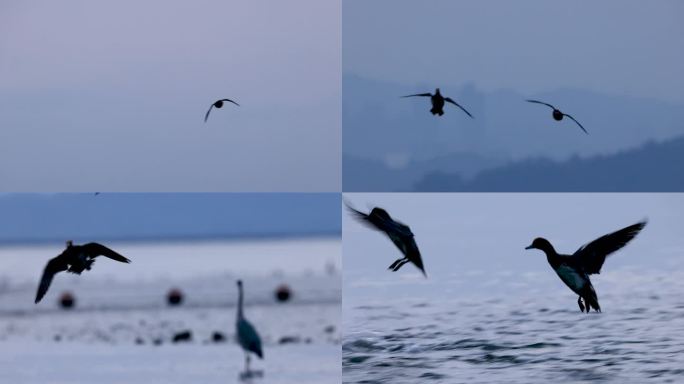 深圳湾晨光中飞翔的野鸭、赤颈鸭