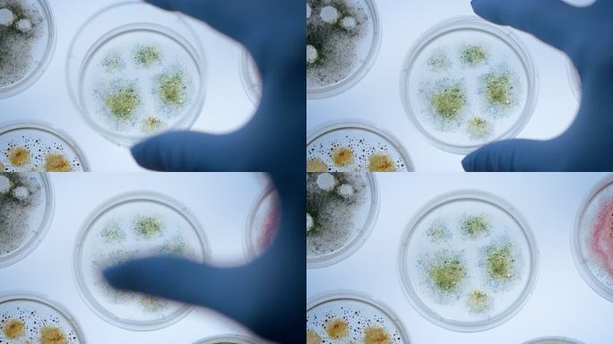 漂亮的小皮氏培养皿，亮着的白色桌子上有彩色真菌霉菌，镜头拉近时，一只手戴着保护手套，盖住其中一只