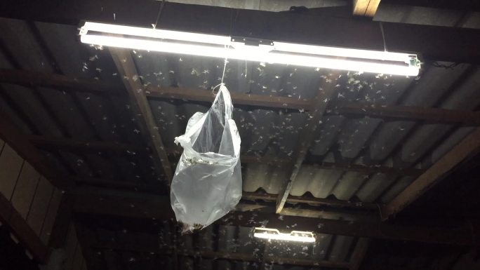 塑料袋诱捕灯周围的昆虫