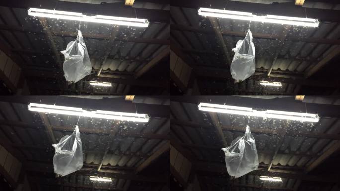 塑料袋诱捕灯周围的昆虫