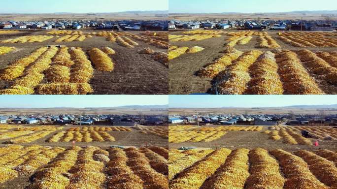 航拍秋天堆满玉米的大地村庄
