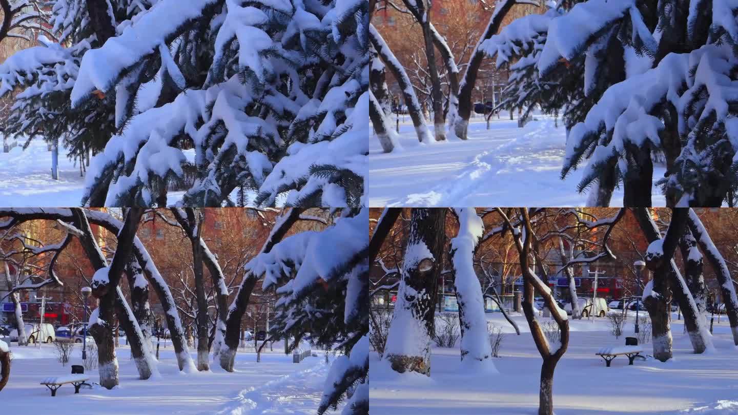 冬天公园老树小河雪景