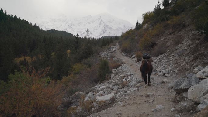 秋天，喜马拉雅山区的马在路上行走